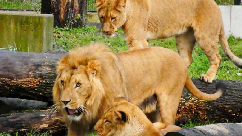 Zoo Dortmund
